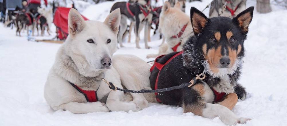 sled dog breeds
